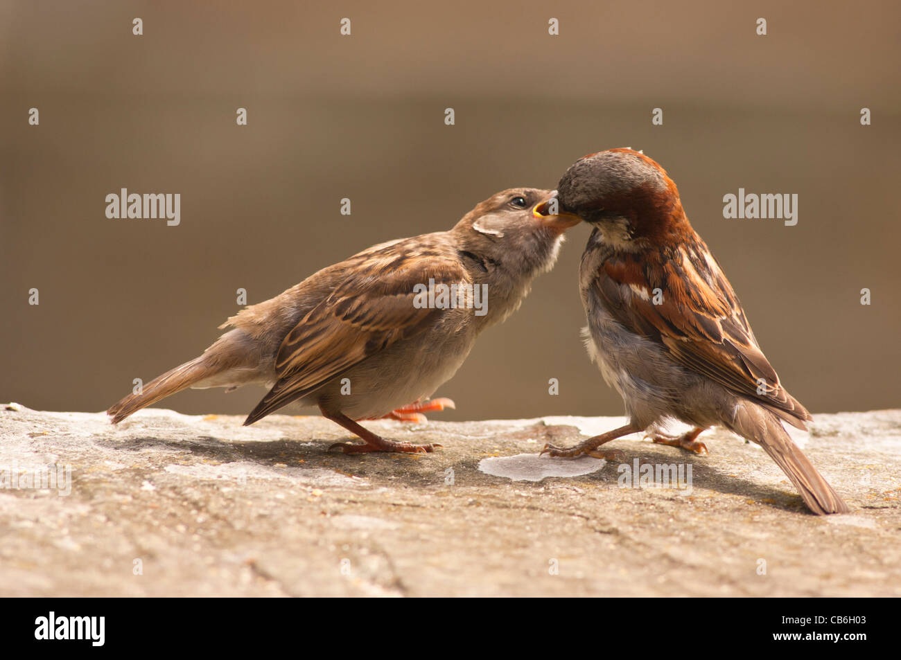 Un primer plano retrato de un macho de gorrión (Passer domesticus ) alimentando un joven fledgeling chick en el Reino Unido Foto de stock