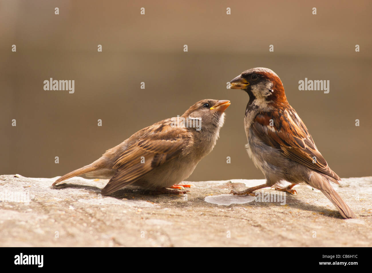 Un primer plano retrato de un macho de gorrión (Passer domesticus ) alimentando un joven fledgeling chick en el Reino Unido Foto de stock
