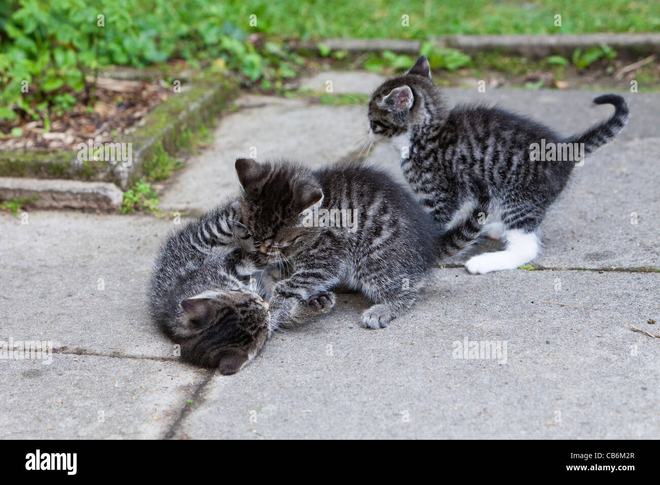 Los gatitos, tres jugar al aire libre en el jardín, Baja Sajonia, Alemania Foto de stock