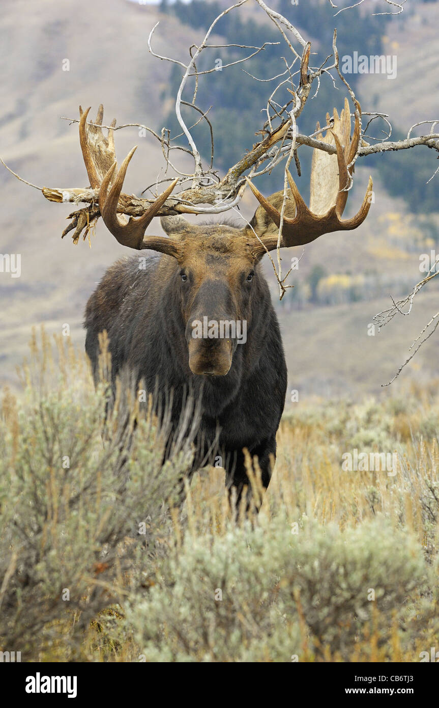 Bull Moose con gran sucursal en su cornamenta Foto de stock