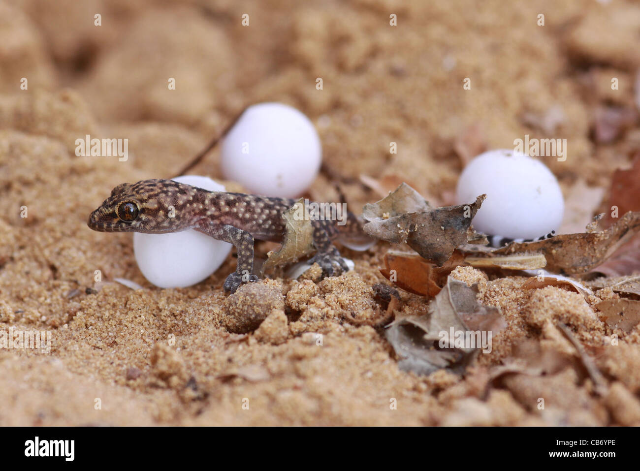 Cuidados esenciales para incubar huevos de gecko y garantizar el éxito