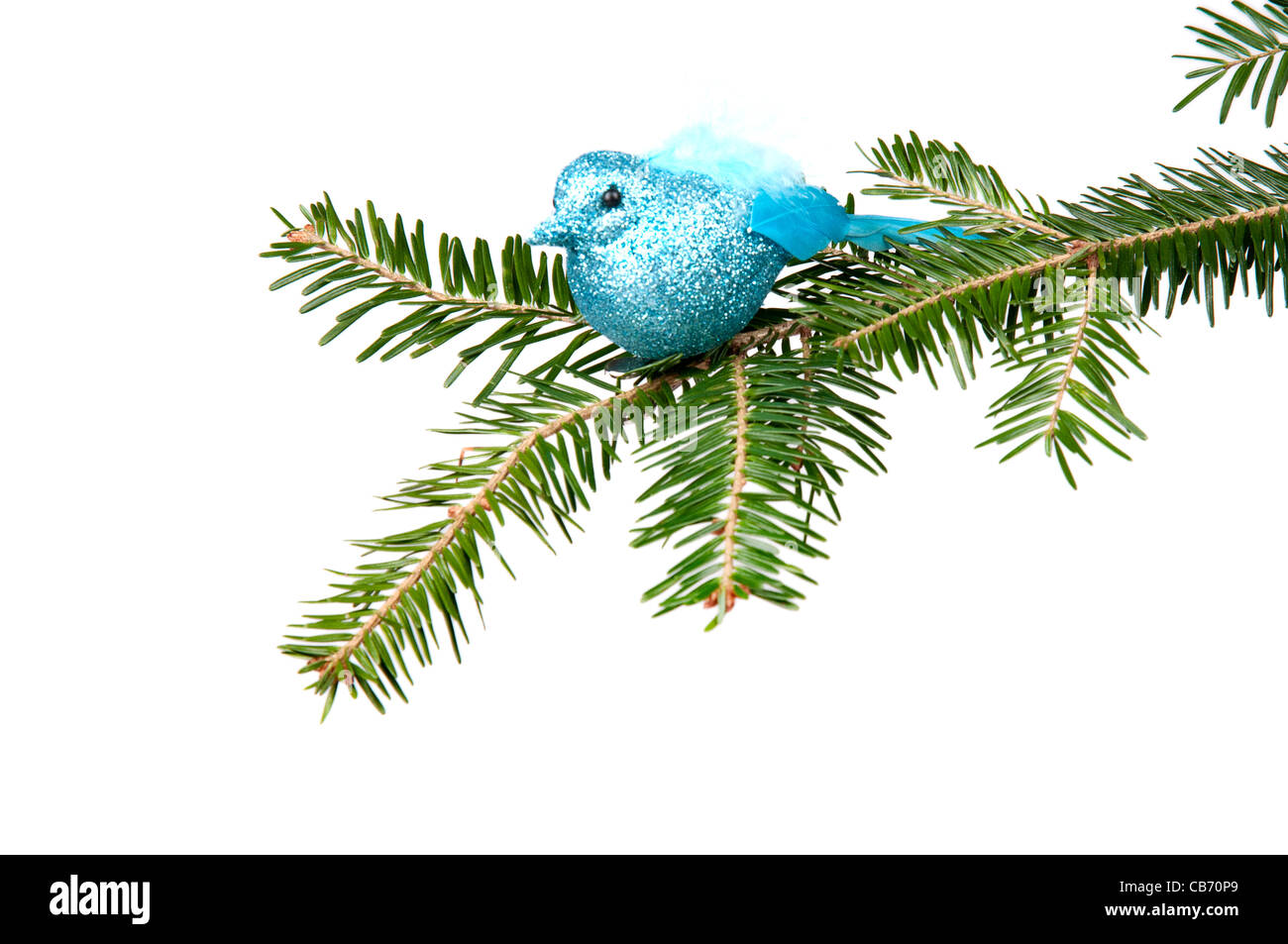 Blue Bird sentado en un árbol de Navidad. Sobre el fondo blanco. Foto de stock