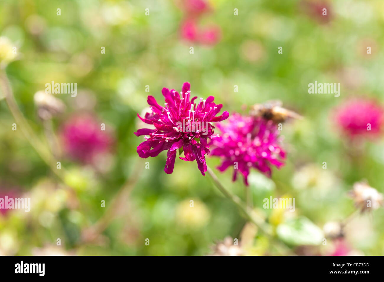 El amaranto, Globe Klotamarant (Gomphrena globosa) Foto de stock