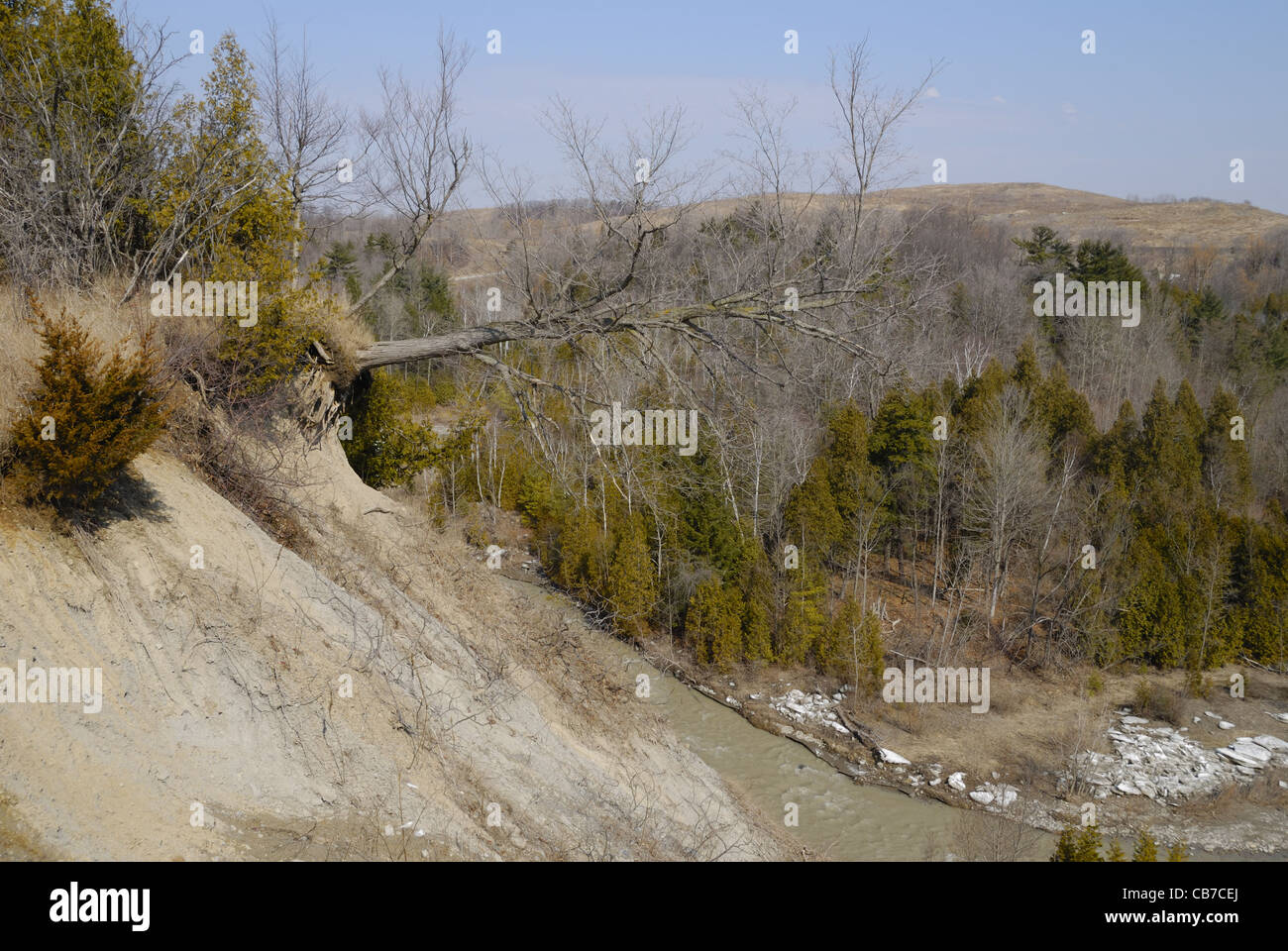Un árbol se cae debido a la erosión en Rouge Valley, una zona que pronto será designado como Canadá, el primer parque Nacional urbano. Foto de stock