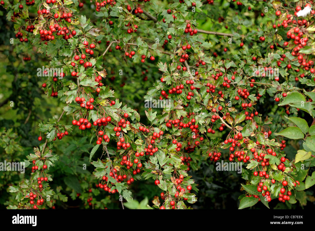 Una gran cantidad de fruta roja madura o bayas de espino (Crataegus monogyna) en el árbol. Foto de stock