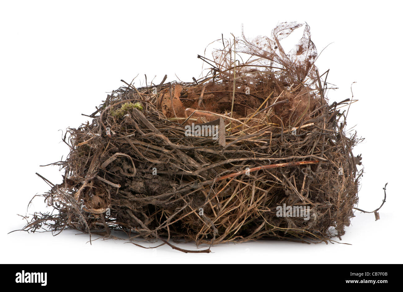 Centrar el apilamiento de un nido de mirlo común delante de un fondo blanco Foto de stock