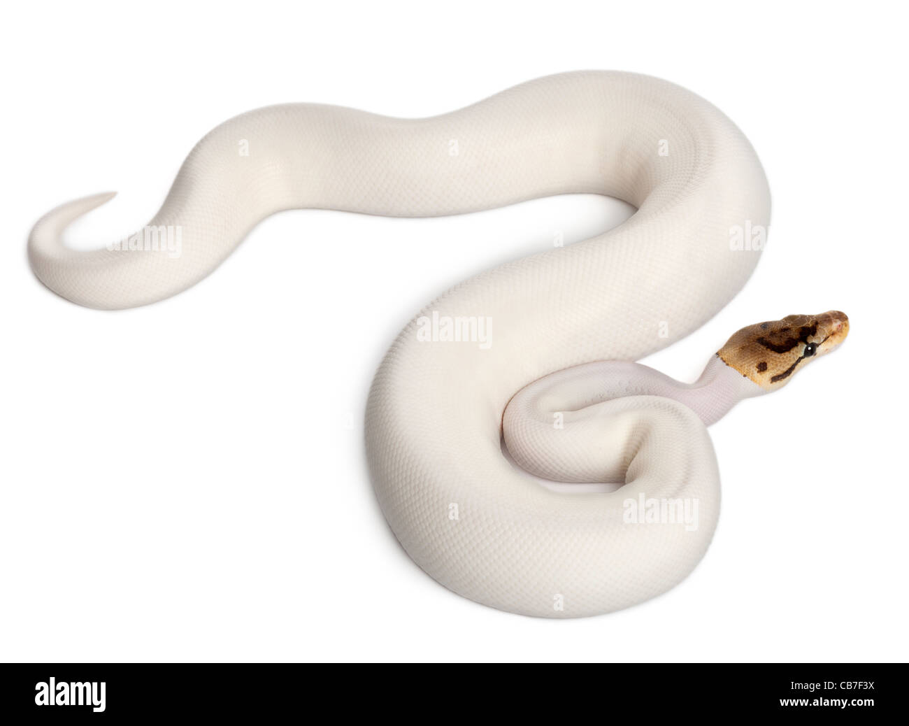 Hembra pied spider Royal python, Python regius, de 18 meses, delante de un fondo blanco Foto de stock