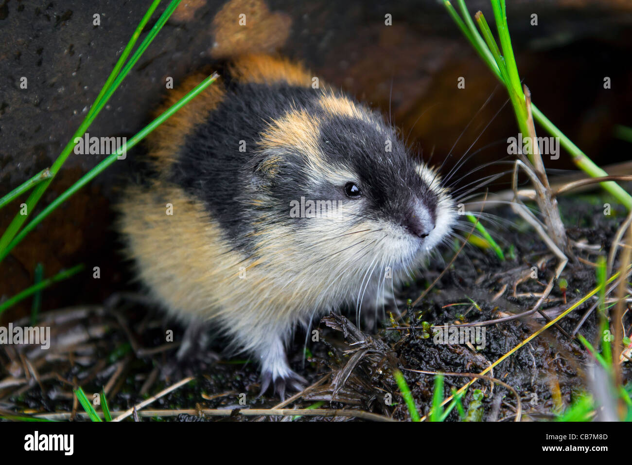 Noruega lemming (Lemmus lemmus) dejando la madriguera bajo roca en la tundra en verano, Laponia, Suecia Foto de stock