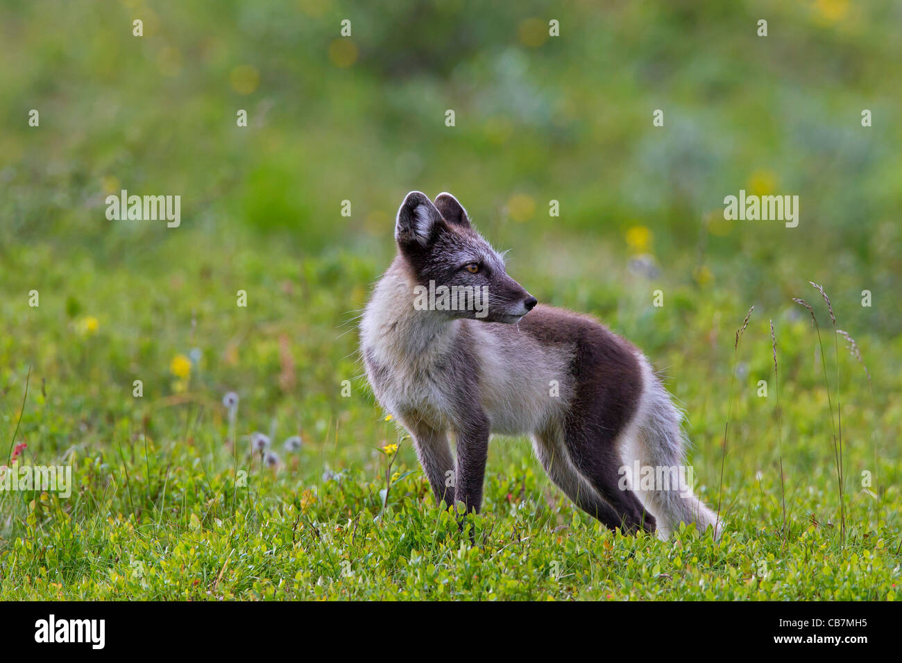 Zorro ártico (Vulpes Alopex lagopus / lagopus) en la tundra en verano , en Laponia, Suecia Foto de stock