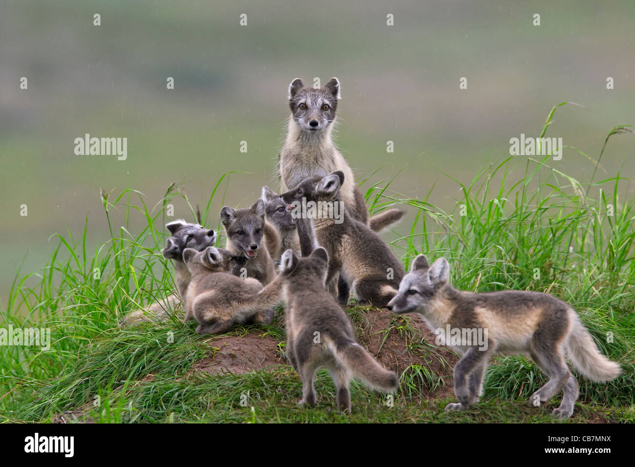 Zorro ártico (Vulpes Alopex lagopus / lagopus) adultos y cachorros en den en la tundra en verano, Laponia, Suecia Foto de stock