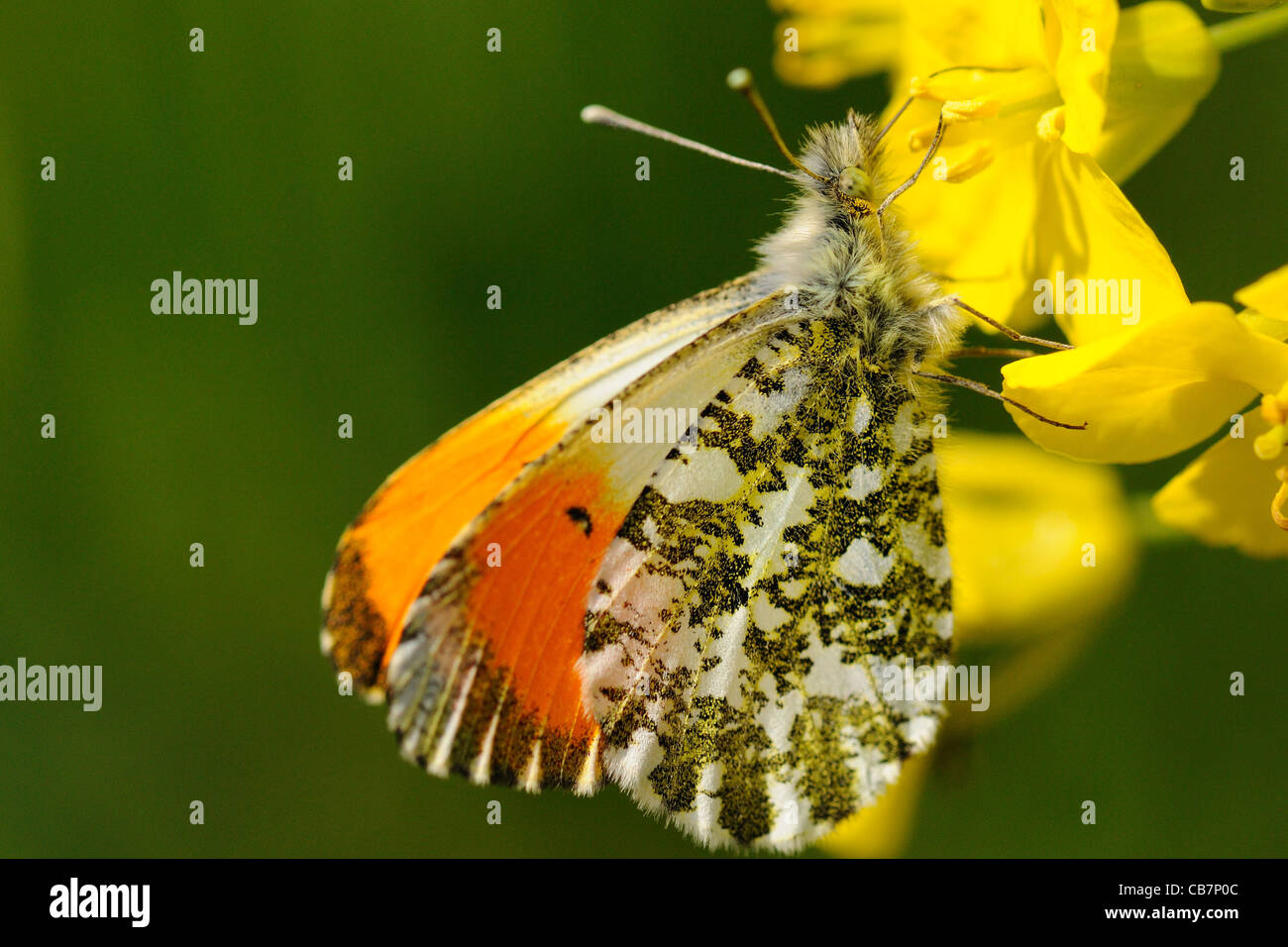 Mariposa de punta naranja macho alimentándose de semillas de colza (alas cerradas) Foto de stock