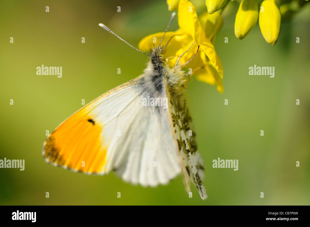 Mariposa de punta naranja macho alimentándose de semillas de colza Foto de stock