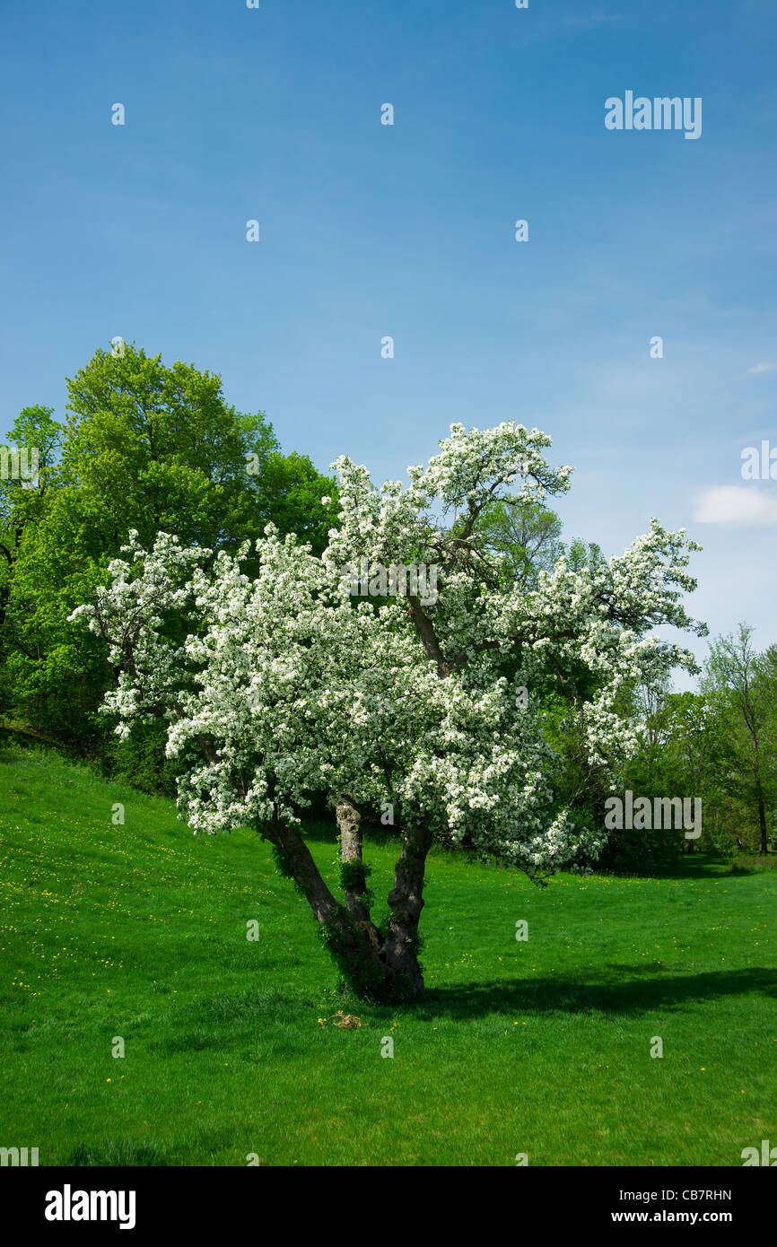 Un joven cerezo cubierto de espesa flores blancas en primavera en los jardines del arboretum en Ottawa, Ontario, Canadá. Foto de stock