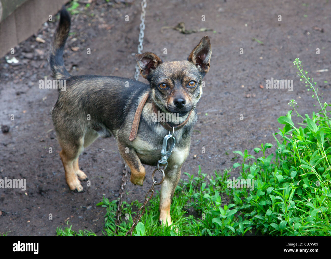 Pequeño perro atado a una cadena Fotografía de stock - Alamy