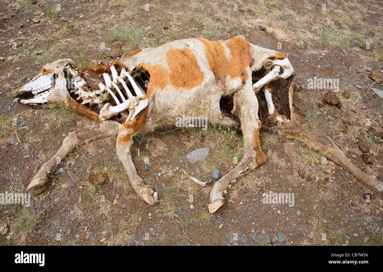Los animales muertos en la árida estepa Foto de stock