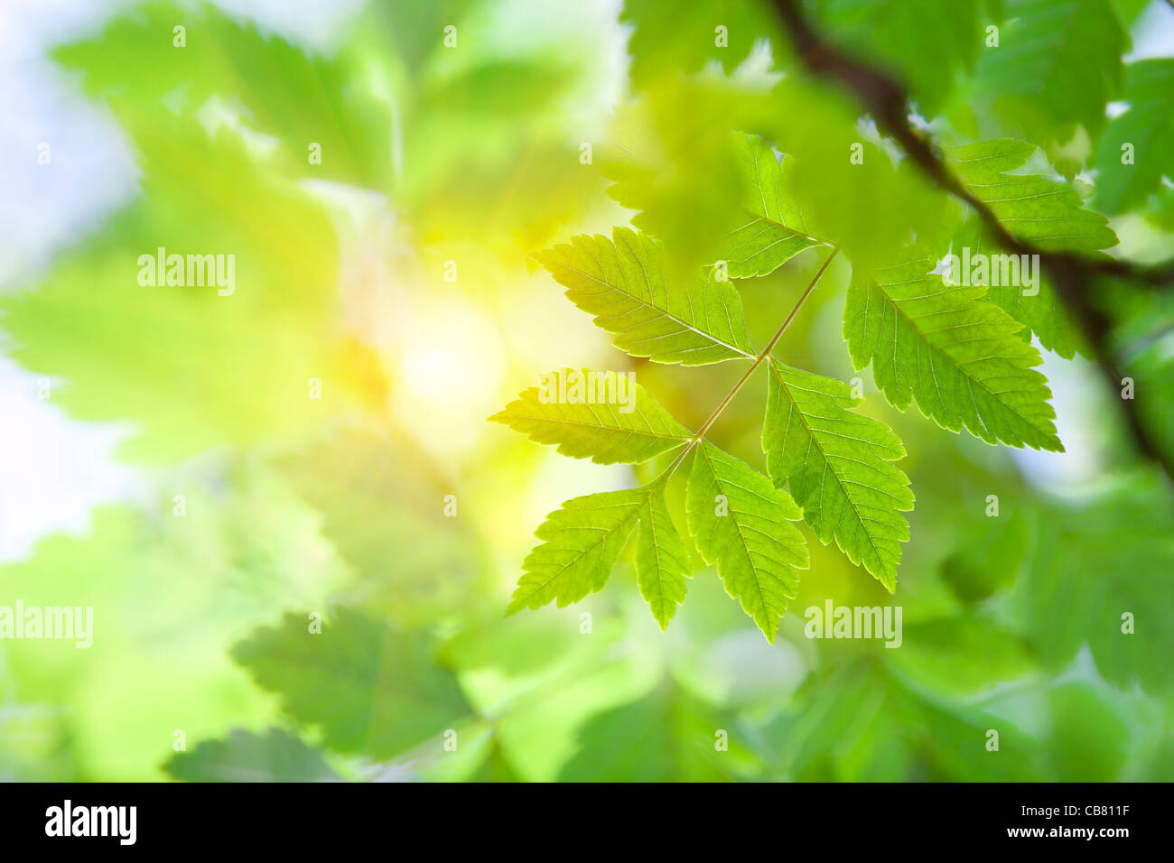 La luz del sol a través de las hojas Foto de stock