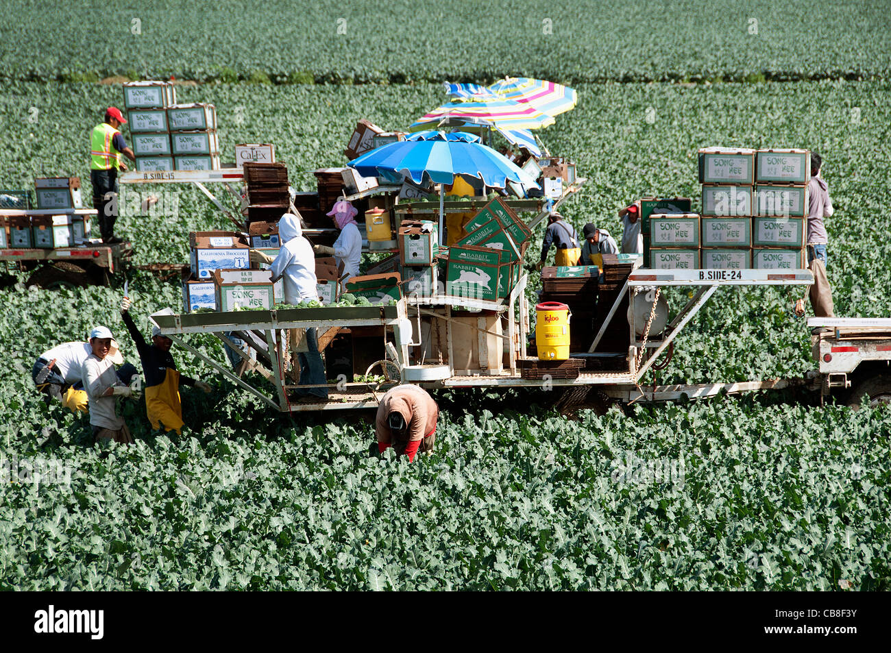El condado de Santa Bárbara, California Farm Labor migratorios de trabajadores agrícolas mexicanos hispano México cosecha Foto de stock