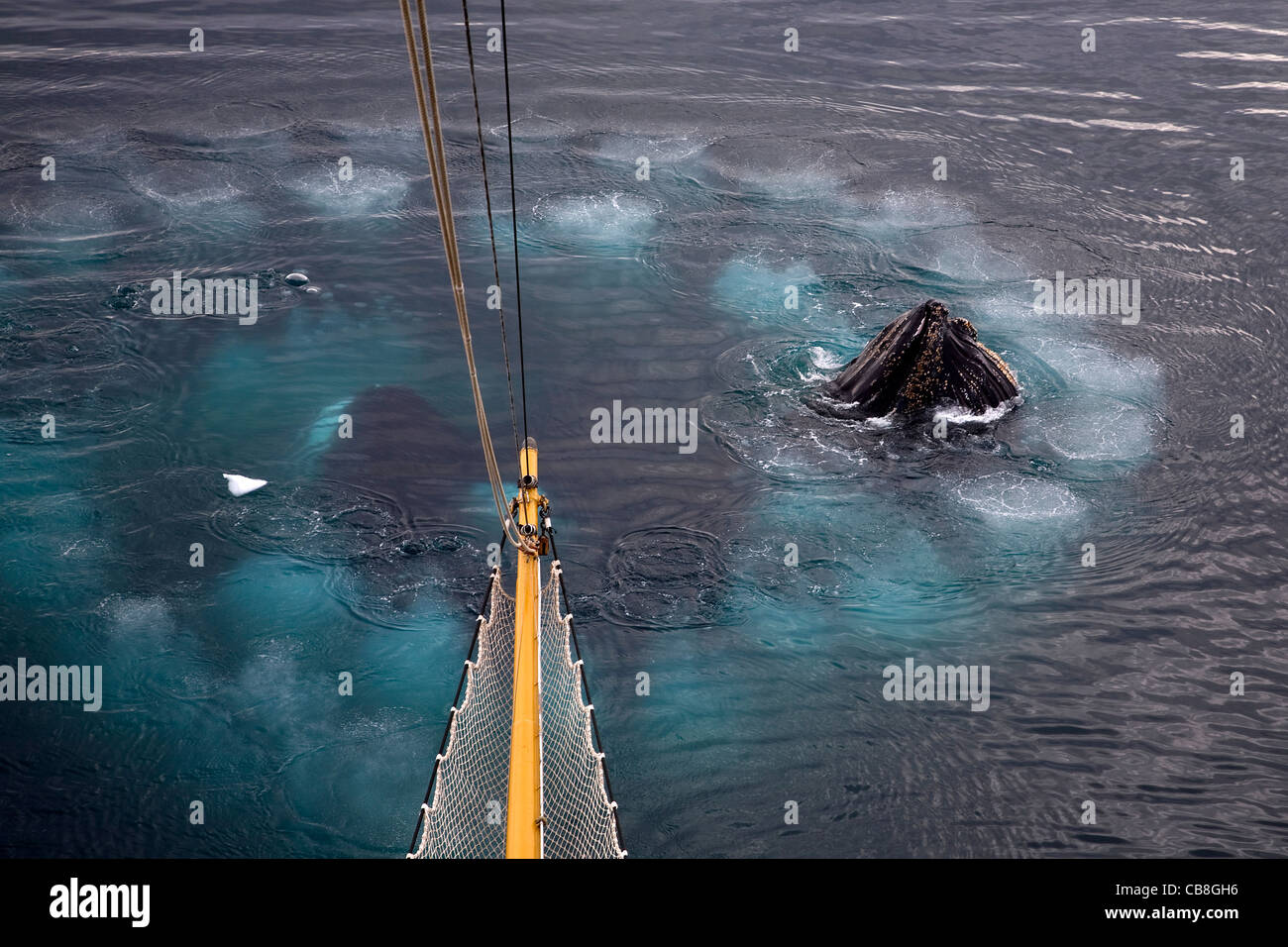 Las ballenas jorobadas (Megaptera novaeangliae) para alimentar la red de burbujas soplando un anillo de burbujas de aire en Wilhelmina Bay, en la Antártida Foto de stock