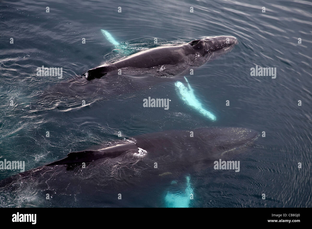 Dos ballenas jorobadas (Megaptera novaeangliae) surgen en el Mar Antártico en Wilhelmina Bay, en la Antártida Foto de stock