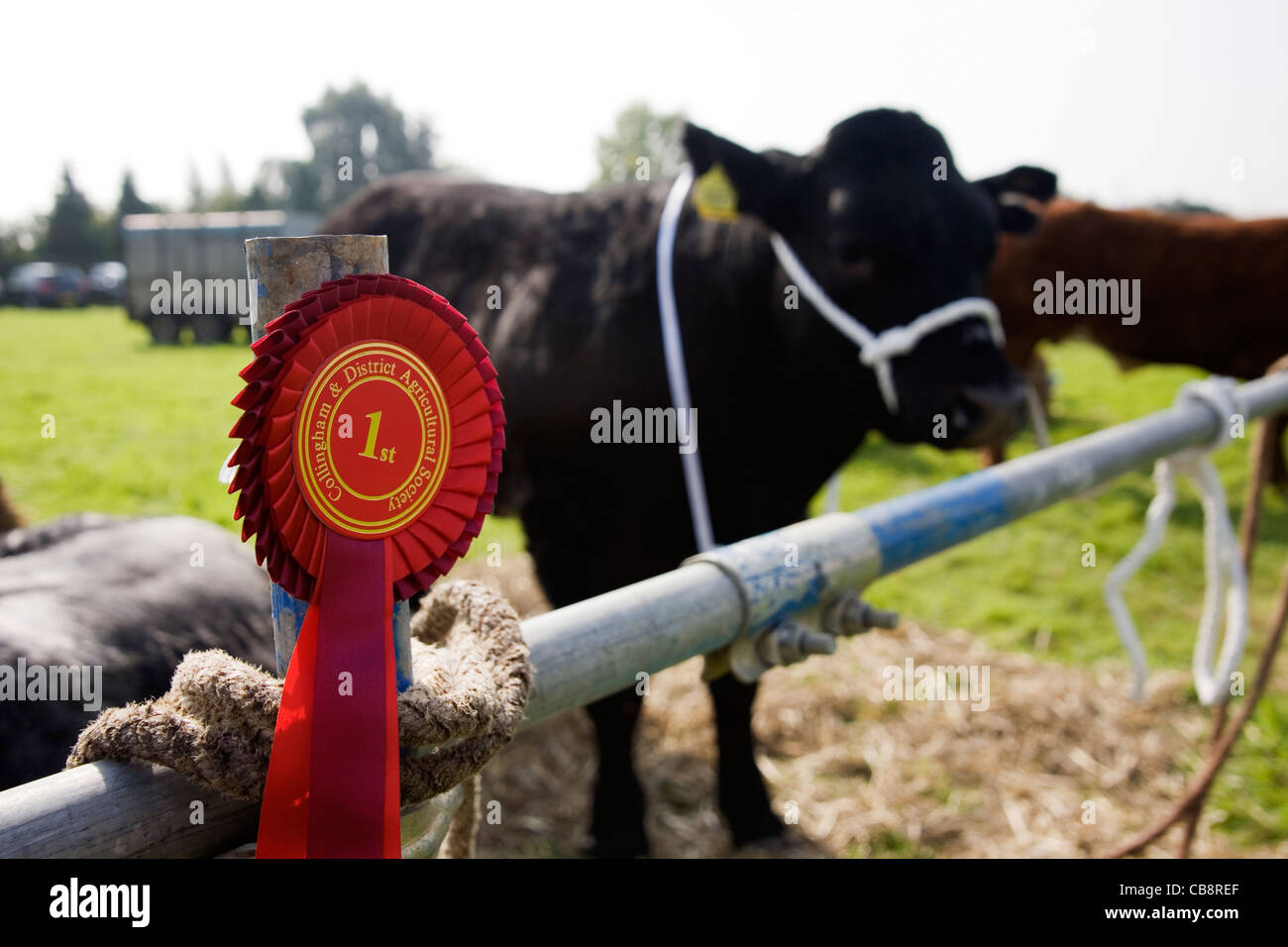 Ganado ganadora muestra agrícola en Inglaterra Foto de stock
