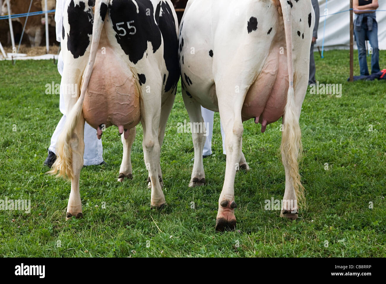 Ordeñando vacas frisonas en Show agrícola, Nottinghamshire, REINO UNIDO Foto de stock