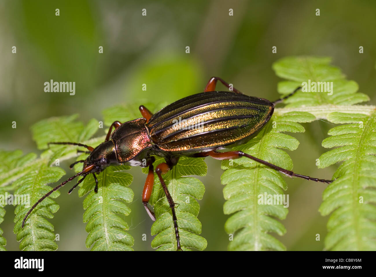 Colorido gran escarabajo de hoja verde helecho Foto de stock