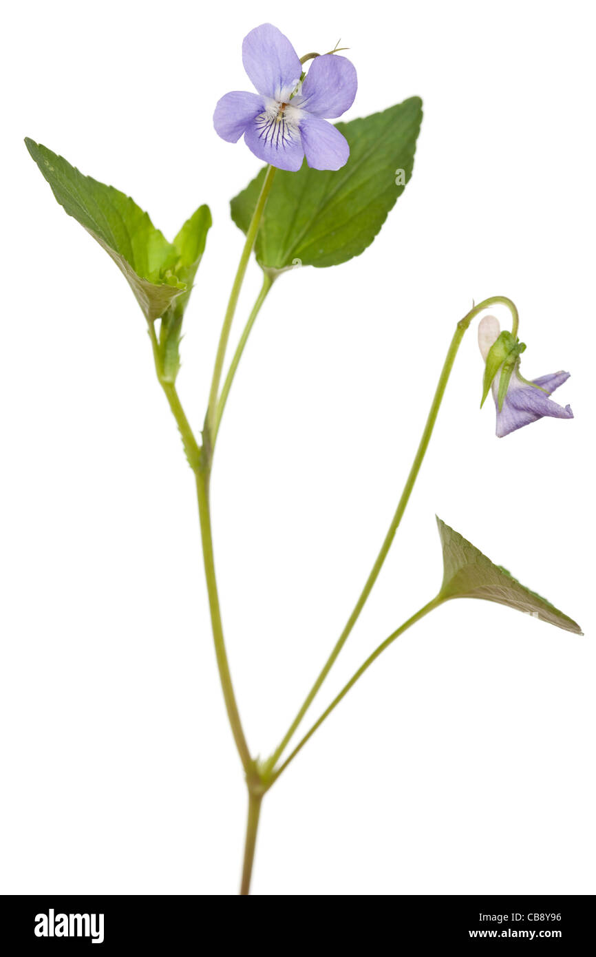 Flor violeta Viola odorata sobre fondo blanco. Foto de stock