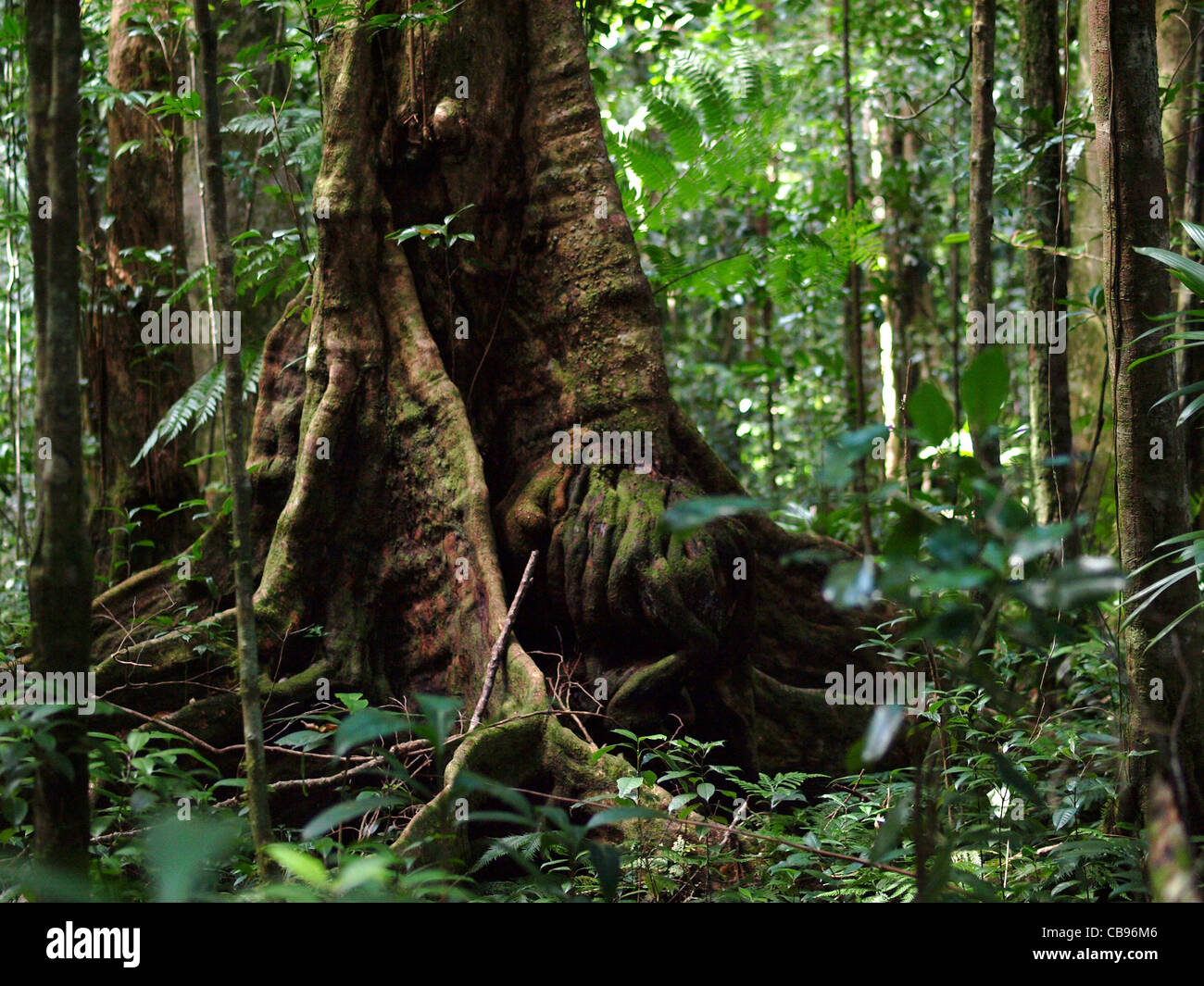 Tronco de árbol en el bosque lluvioso del Commonwealth de Dominica, Indias Occidentales, Caribe. Foto de stock