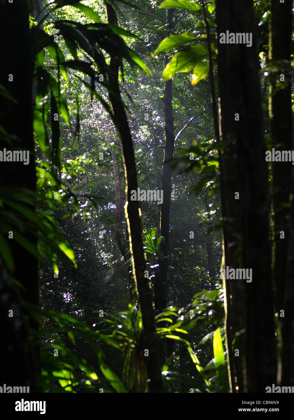 Follaje tropical retroiluminado en la selva tropical de la Mancomunidad de Dominica, Indias Occidentales, Caribe. Foto de stock