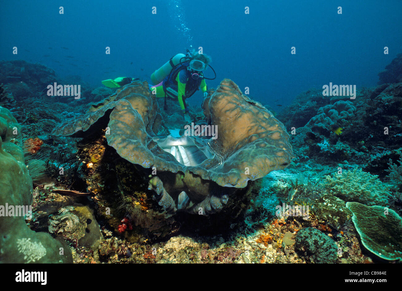 Scuba Diver en un gigante tridacna clam (Tridacna gigas), molusco bivalvo vivo más grande, Irian Jaya, Neu Guinea, Indonesia, Asia Foto de stock
