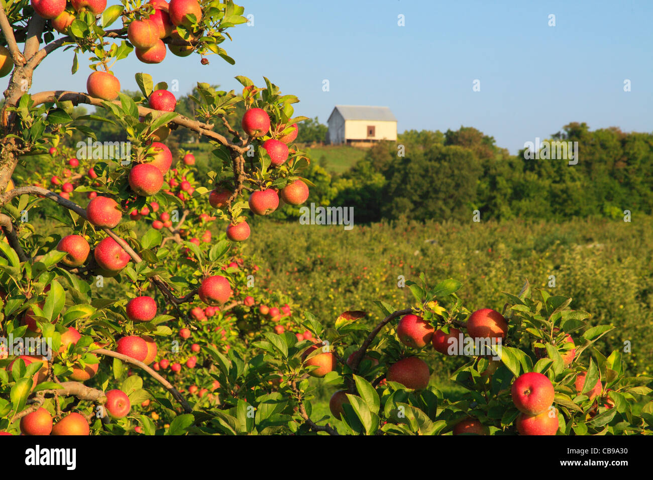Huerto de Manzanas, cerca de Winchester, Stephens City, irginia, EE.UU. Foto de stock