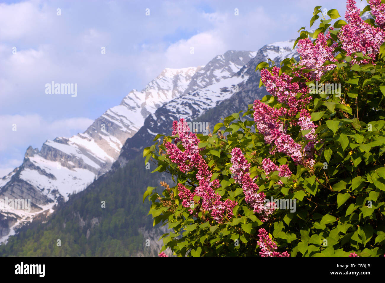 Alpes - lila flores y picos en primavera - Austria Foto de stock