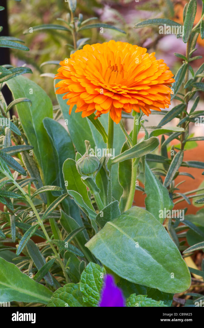 Close-up de Caléndula (calendula officinalis) planta en un jardín  Fotografía de stock - Alamy