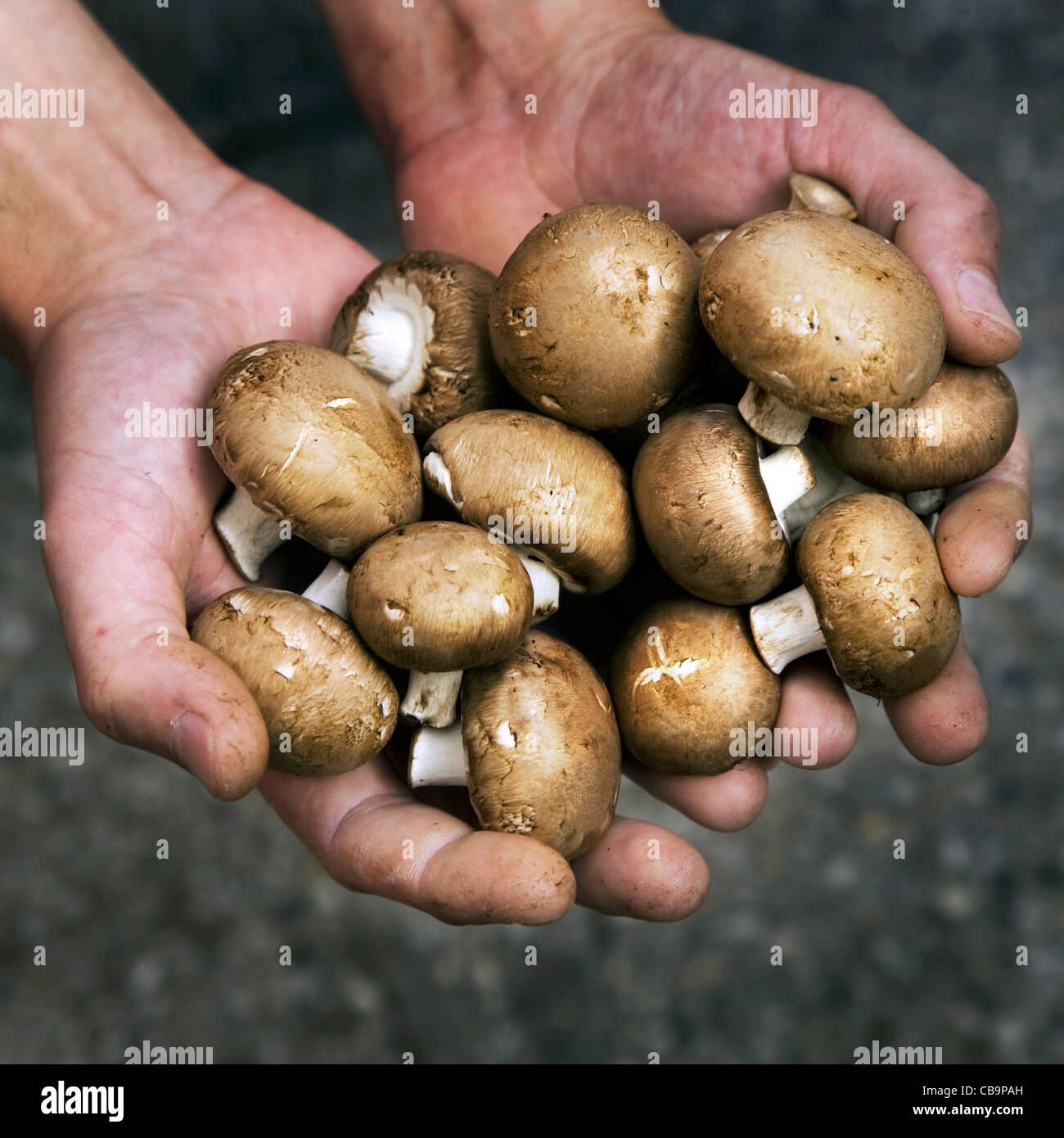 Setas comestibles cosechados cueva / champignons celebrada en mano Foto de stock