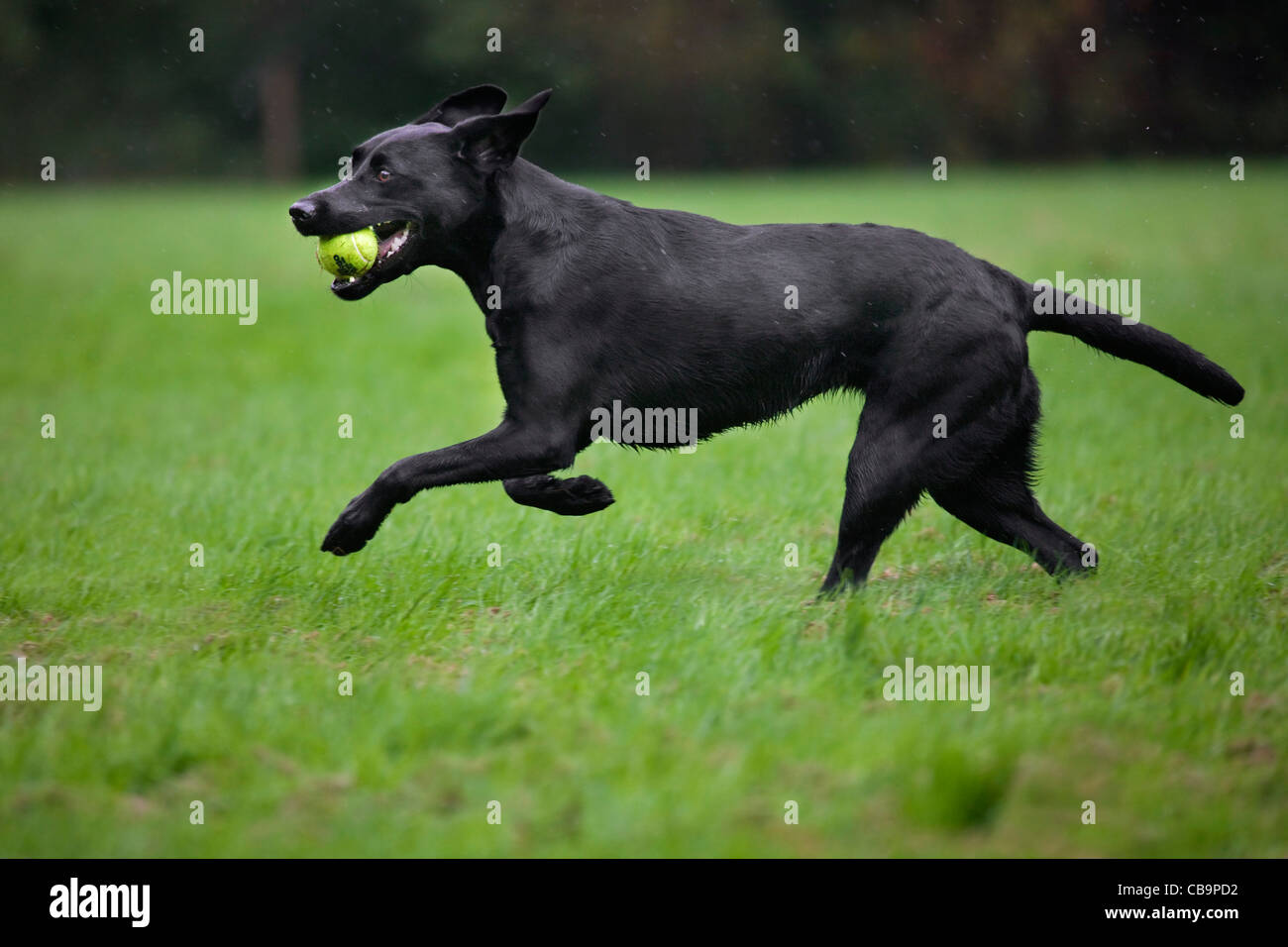 Labrador negro (Canis lupus familiaris) perro corre y el acarreo de pelota de tenis en el jardín de la lluvia Foto de stock
