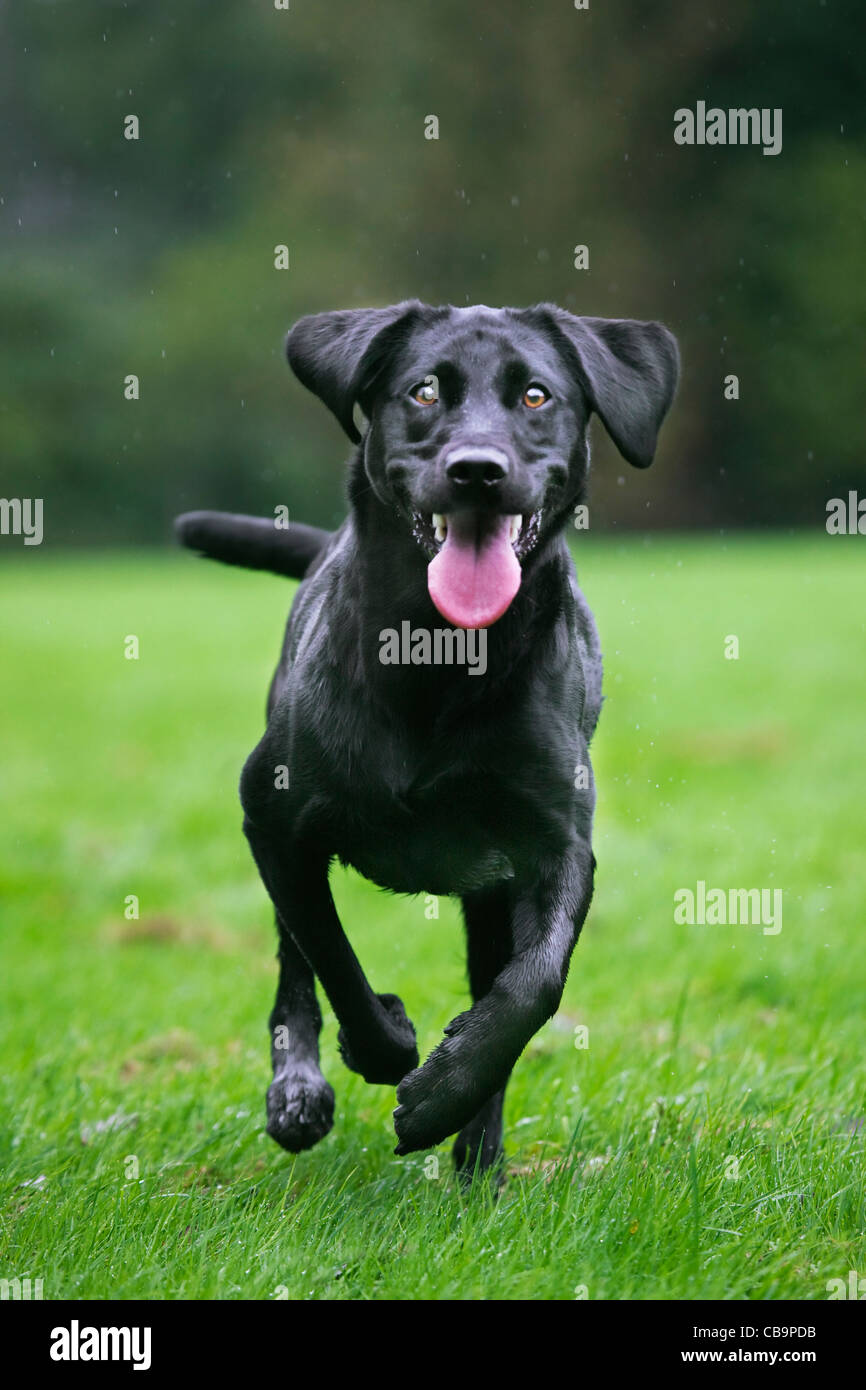 Labrador negro (Canis lupus familiaris) perro corriendo y jugando en el jardín de la lluvia Foto de stock