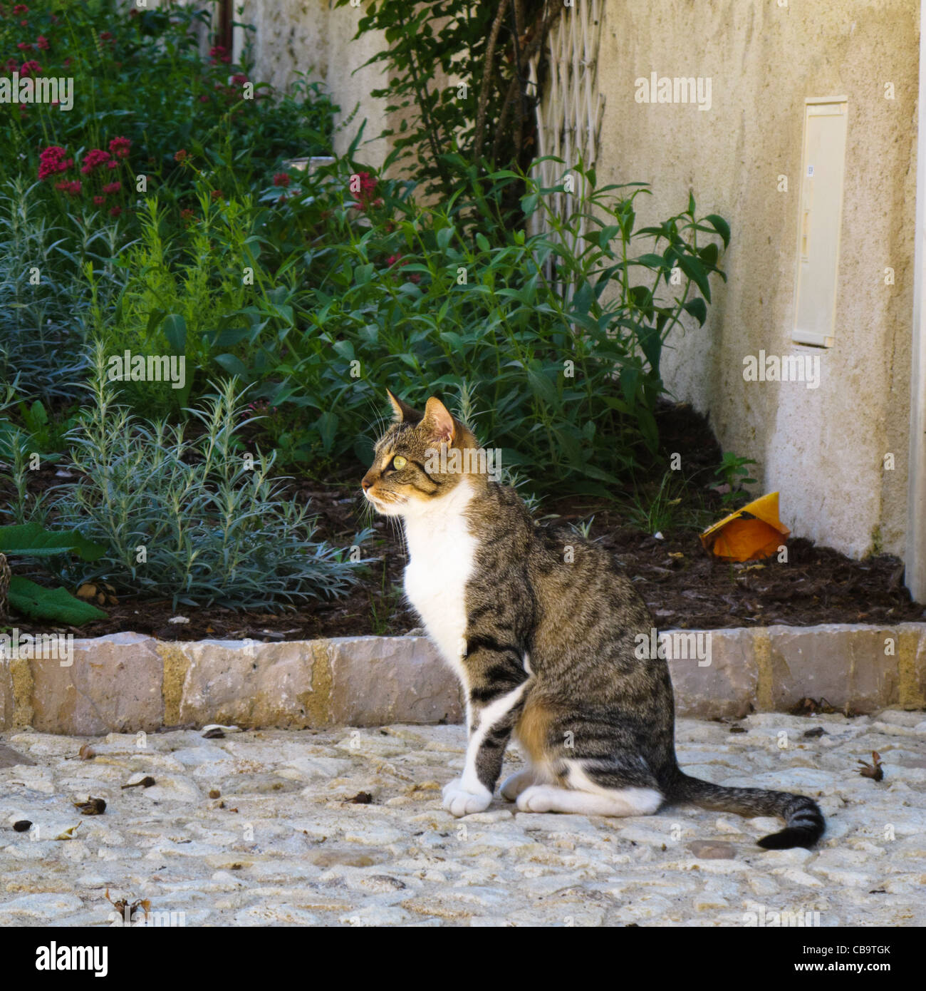 Gato sentado afuera en el sur de Francia. Foto de stock