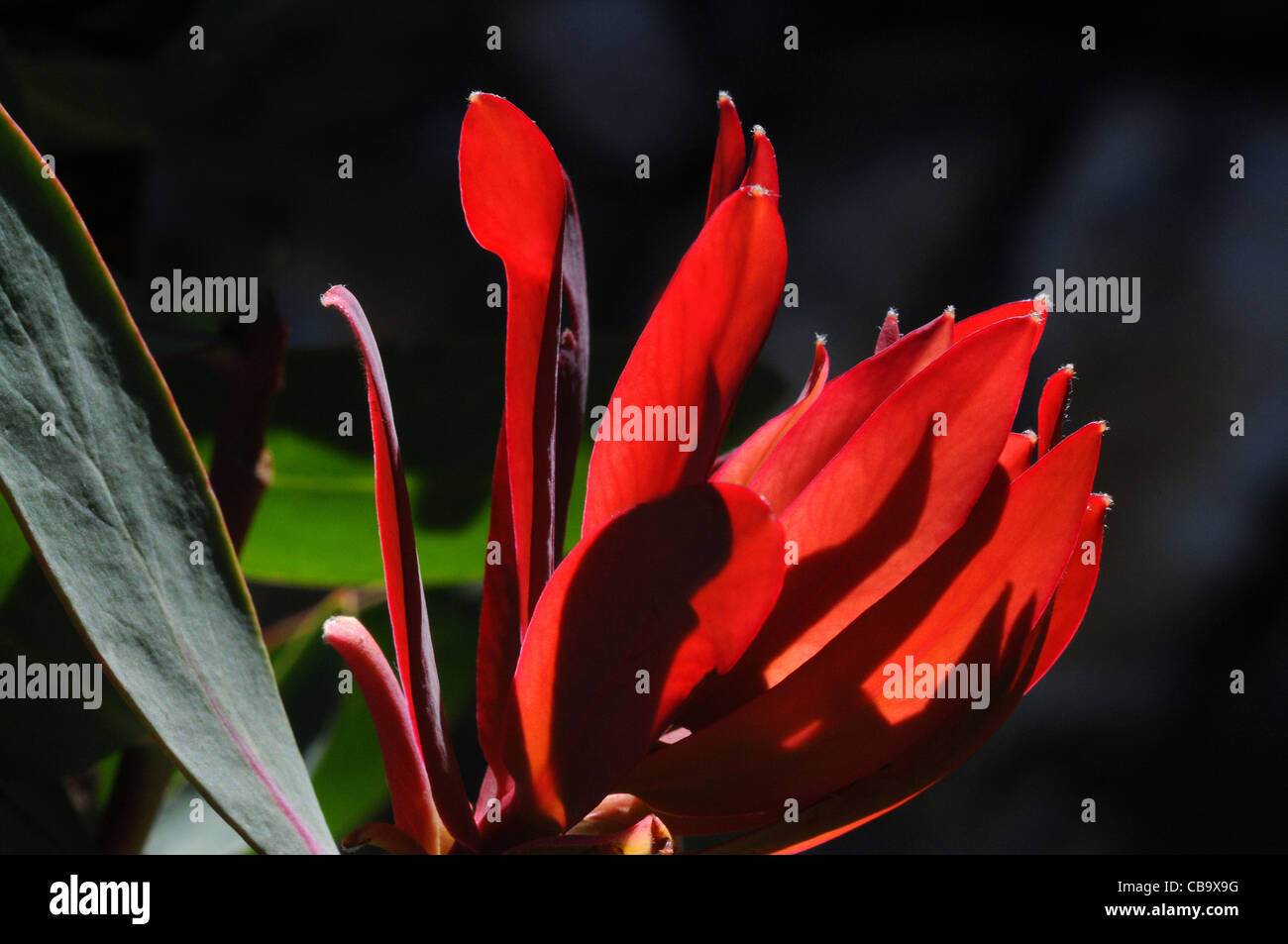Iluminación posterior, mostrando la nueva temporada del rojo brillante, Protea hojas nuevas Foto de stock