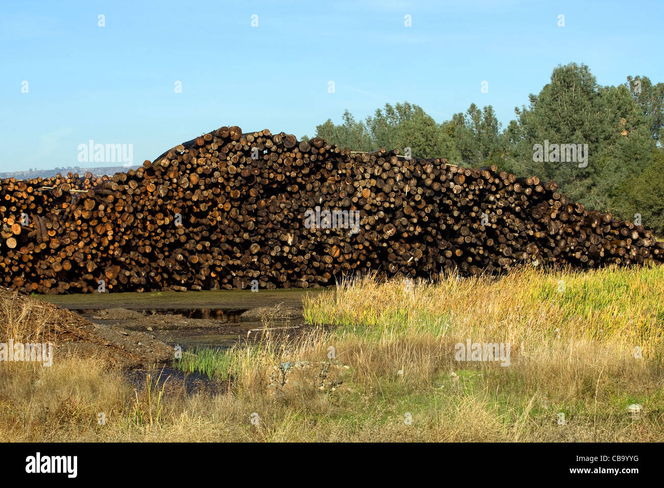 Los árboles talados para madera Oroville, California. Foto de stock