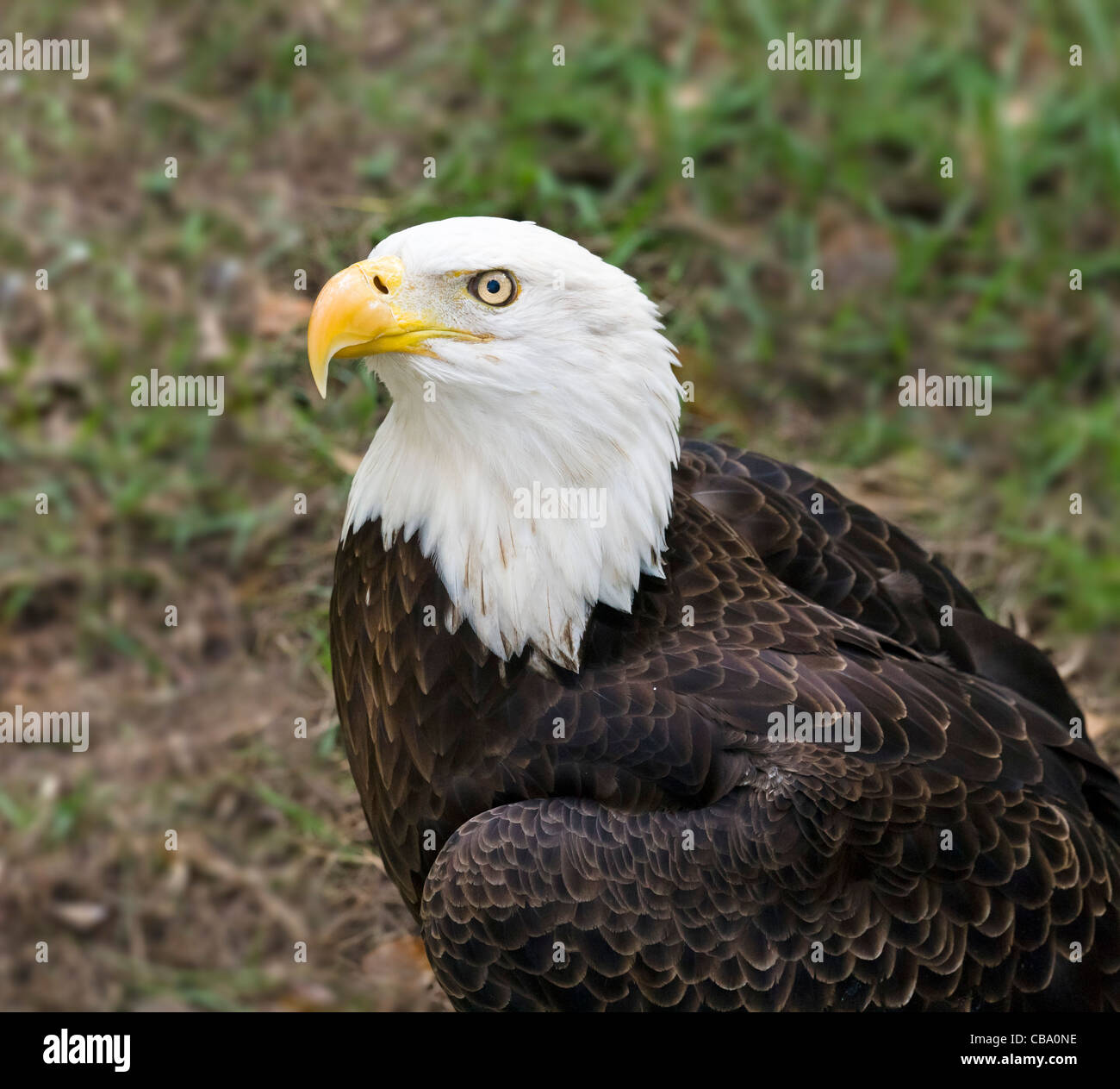 El águila calva (Haliaeetus leucocephalus), Homosassa Springs State Wildlife Park, Homosassa, la Costa del Golfo, Florida, EE.UU. Foto de stock