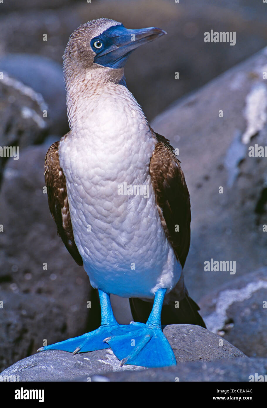 Piqueros de patas azules, Sula nebouxii, Punta Suárez, Isla Española (Hood), Isla de la Isla Galápagos, Ecudaor. Foto de stock
