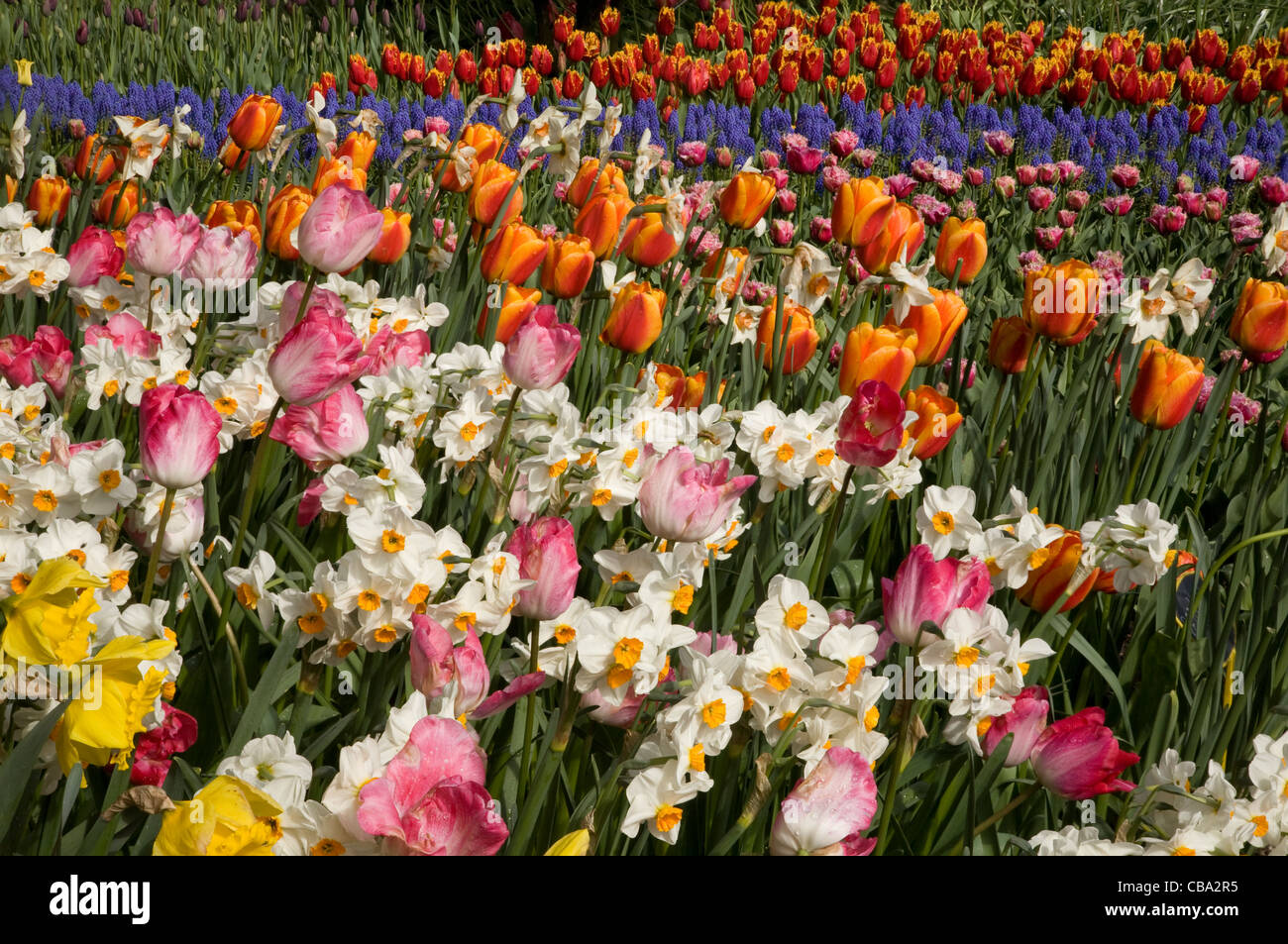 Tulipanes y narcisos y jacintos que florece en la antigua zona de jardín de flores y bulbos Roozengaarde Jardín en el Valle Skagit. Foto de stock