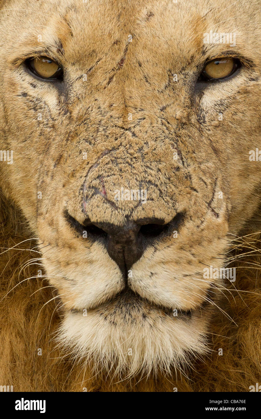 Primer plano de la cara de Macho cicatrizado León (Panthera leo) Foto de stock