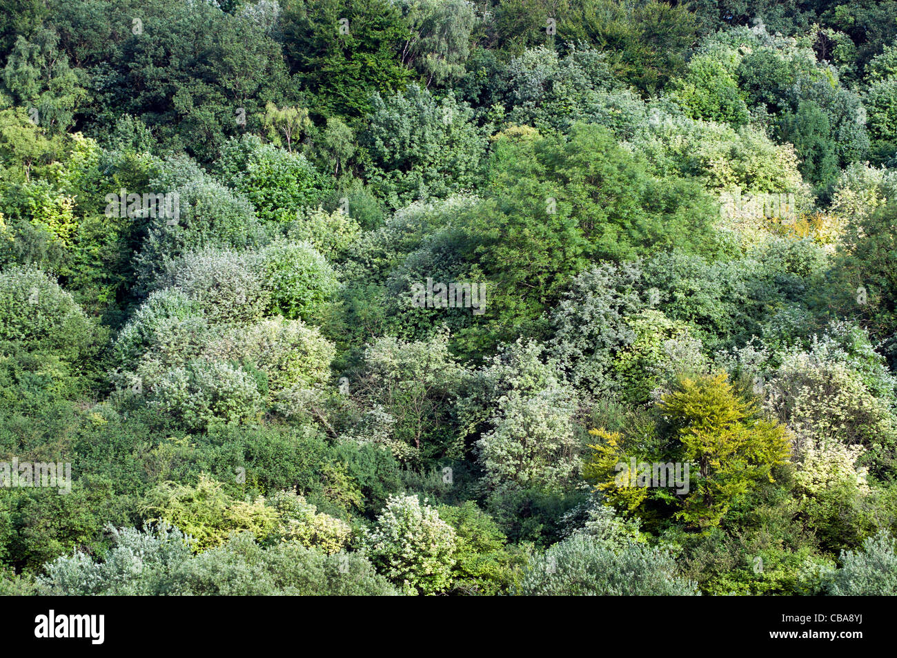 Un dosel de árboles caducifolios woodland en verano colores hoja verde Foto de stock