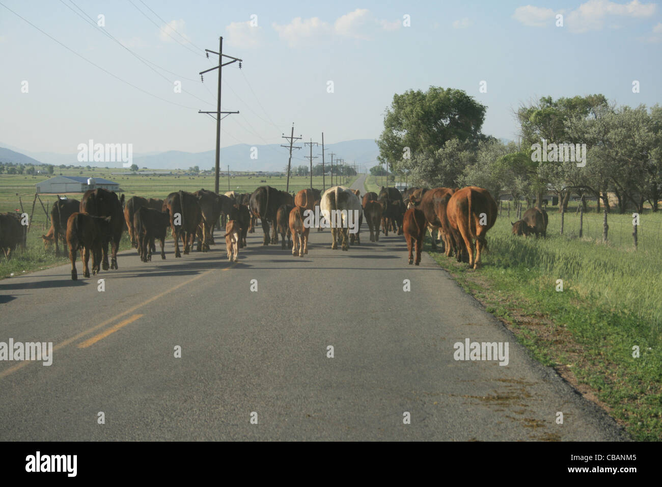Atasco de tráfico rural causada por unidad de ganado hacia la carretera Foto de stock