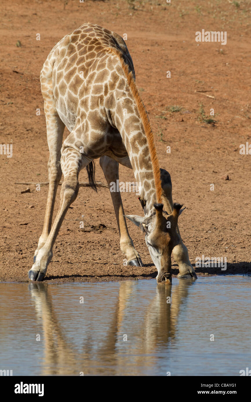 Jirafa bebiendo en una presa (Giraffa camelopardalis) Foto de stock