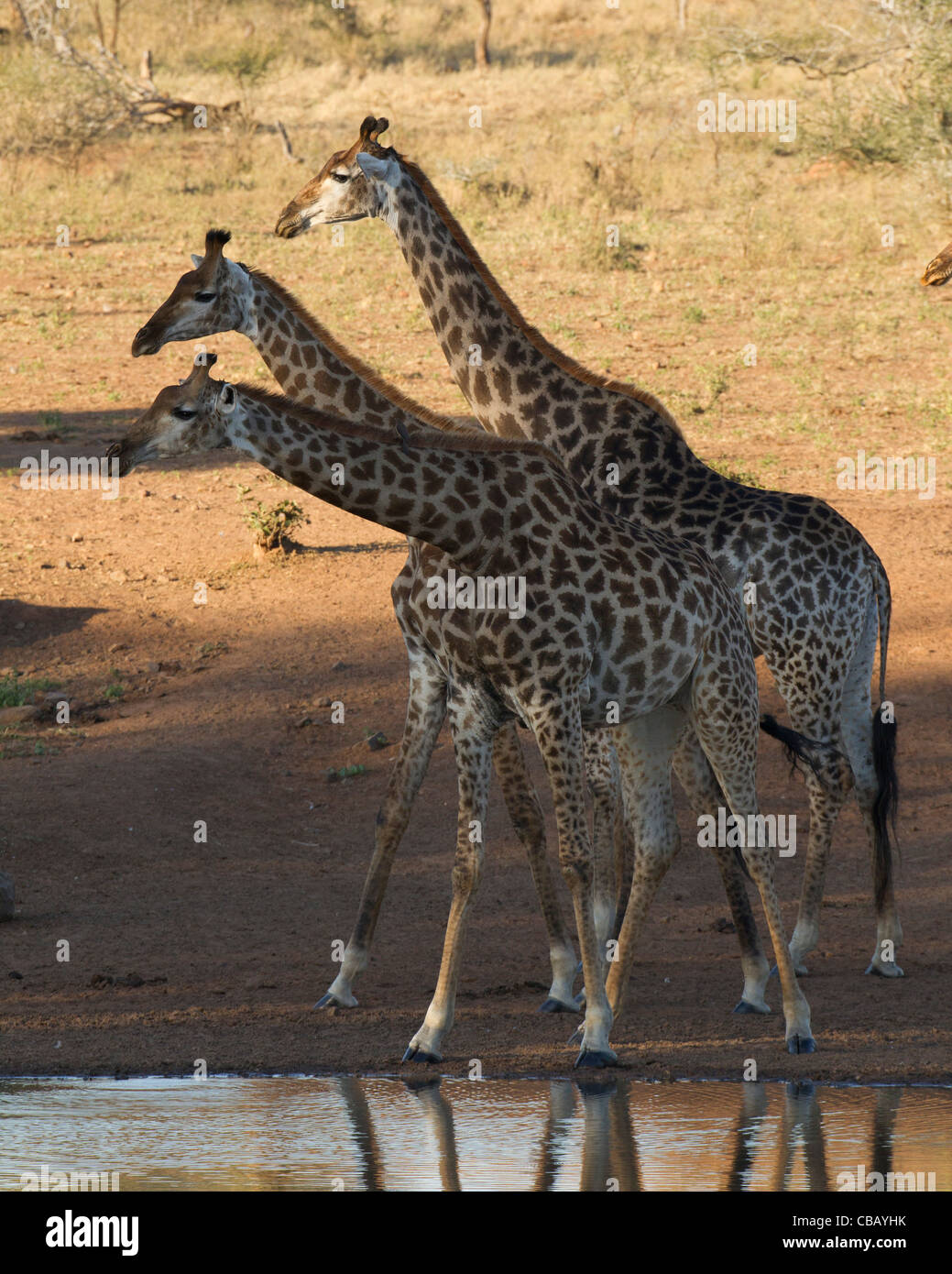 3 jirafa en un dique (Giraffa camelopardalis) Foto de stock