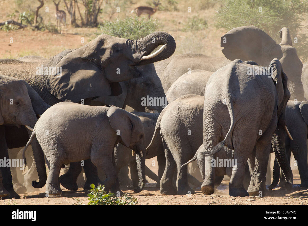 Familia de elefantes africanos jugando en el polvo (Loxodonta africana) Foto de stock