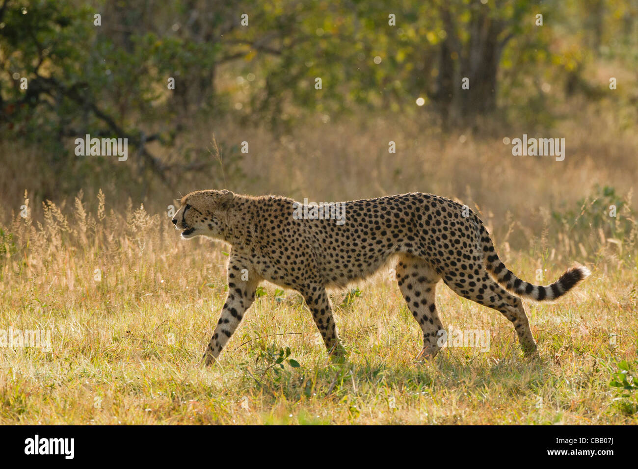 Un macho grande guepardo (Acinonyx jubatus) Foto de stock