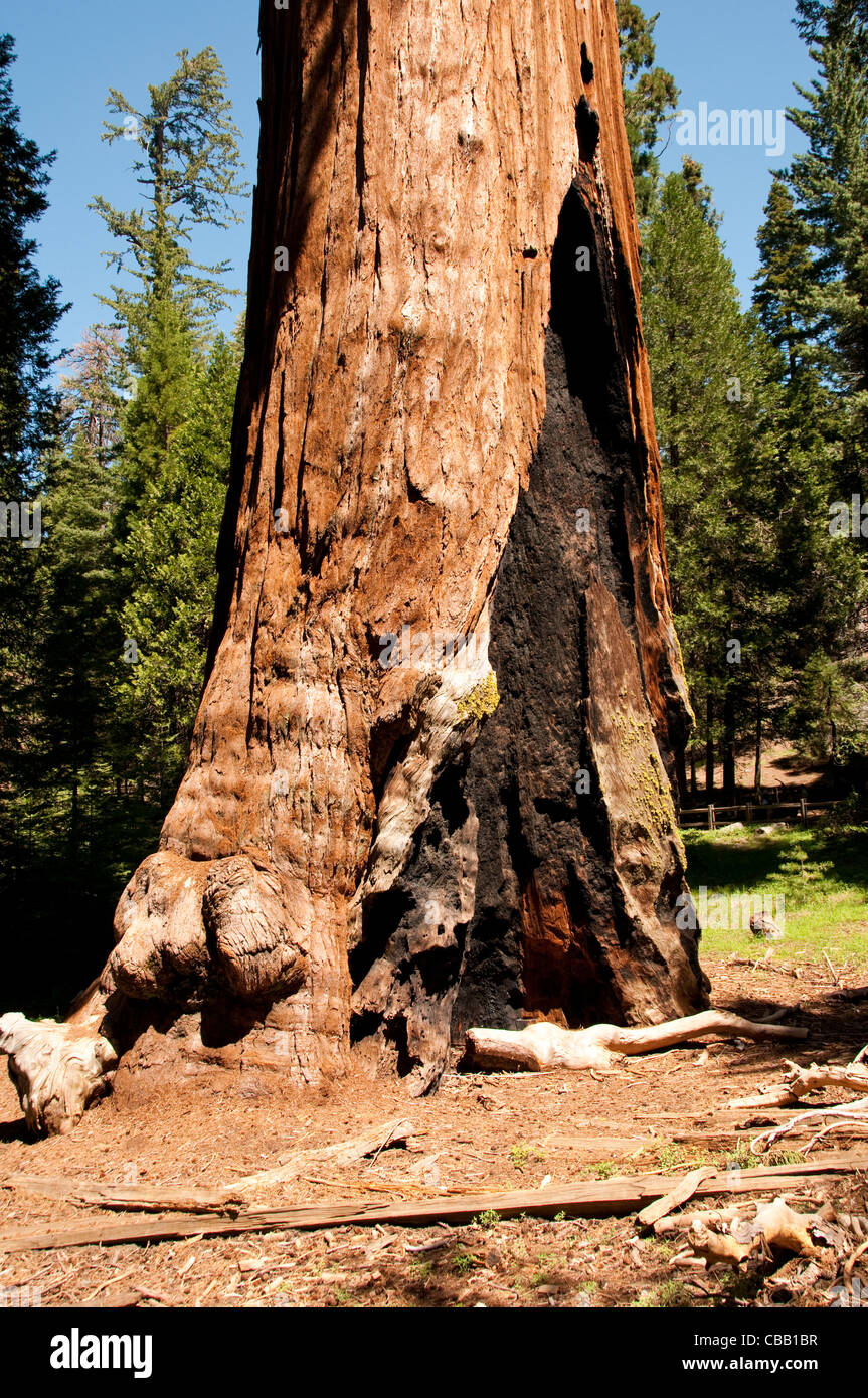 Fire cicatriz en general Grant árboles Sequoia Kings Canyon National Park CA Foto de stock